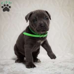 Ella, Cane Corso Puppy